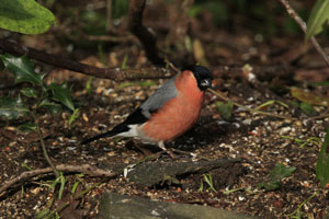 Garden Bird photography by Betty Fold Gallery